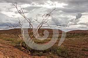 Red center in the Australian desert, outback in Northern Territory, Australia