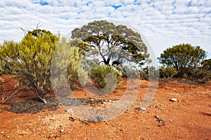 The Australian desert, the outback