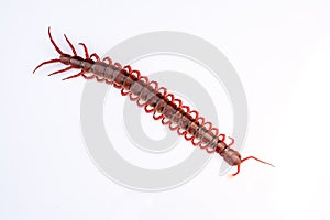 red centipede isolated white background