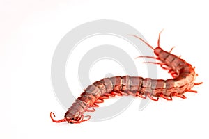 red centipede isolated white background