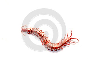 red centipede isolated white background