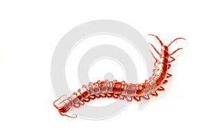 red centipede isolated white background