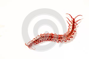 red centipede isolated white background