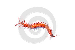 red centipede isolated white background