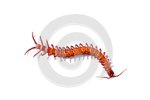 red centipede isolated white background