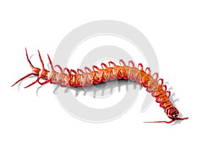 red centipede isolated white background