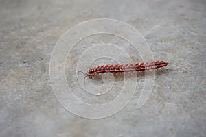 Red Centipedes insect