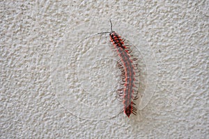 Red Centipedes insect