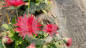 Red Cerebra flower in the garden