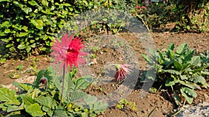 Red Cerebra flower in the garden