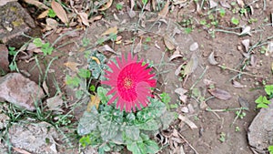 Red Cerebra flower in the garden in winter