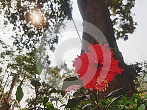 Red chaba flower with tree and solar background photo