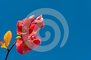 Red Chaenomeles flowers in the garden against the blue sky, Ukraine