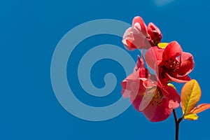 Red Chaenomeles flowers in the garden against the blue sky, Ukraine