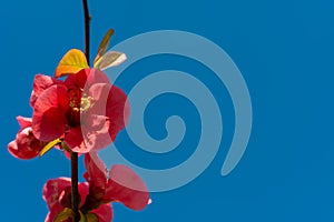 Red Chaenomeles flowers in the garden against the blue sky, Ukraine