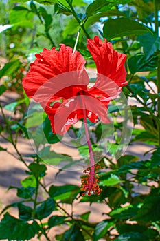 Red Chaina Rose Or Mandar Flower On Tree At Garden. photo