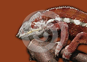 RED CHAMELEON ON RED BACKGROUND