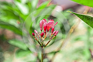 Red champa flower