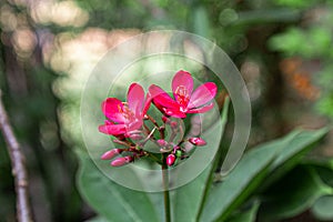 Red champa flower