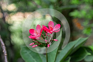 Red champa flower