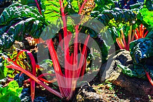 Red chard growing in a garden