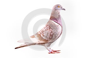 Red-checker homing pigeon isolated white background photo