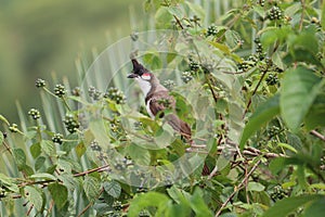 Red cheek bul bul in bush