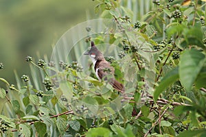 Red cheek bul bul in bush