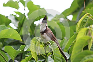 Red cheek bul bul in bush