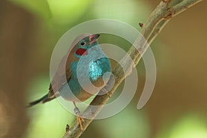 Red-cheeked cordon bleu