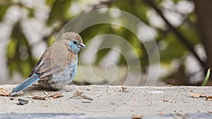 Red-cheeked Cordon-bleu on Concrete