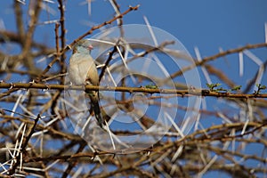 Red-cheeked cordon-bleu in Kenya