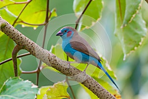 Red-Cheeked Cordon-Bleu