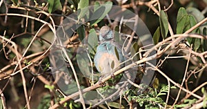 Red-cheeked Cordon-bleu on Shrubs