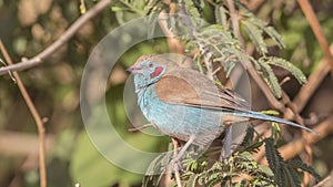 Red-cheeked Cordon-bleu on Shrubs