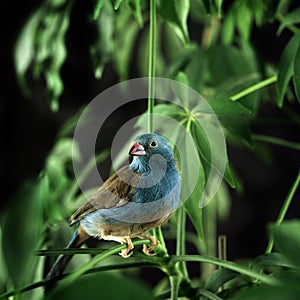 RED-CHEEKED CORDON BLEU uraeginthus bengalus, FEMALE