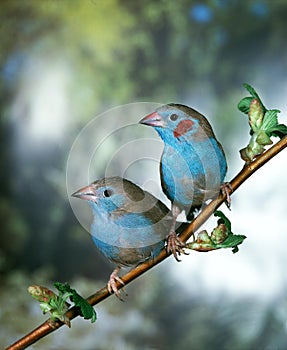 RED-CHEEKED CORDON BLEU uraeginthus bengalus, PAIR STANDING ON BRANCH