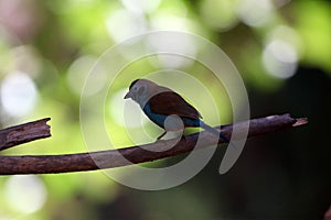 Red cheeked cordonbleu