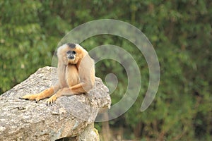 Red-cheeked gibbon