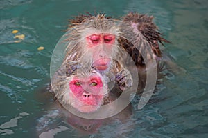 Red-cheeked monkey in a hot spring in Japan