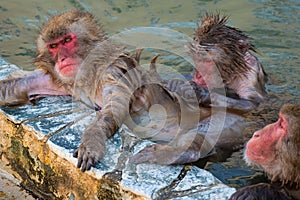 Red-cheeked monkey in a hot spring in Japan