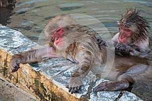 Red-cheeked monkey in a hot spring in Japan