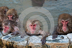 Red-cheeked monkey in a hot spring in Japan
