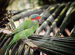 Red cheeked parrot on palm frond