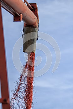 Red chemically treated wheat