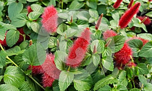 Red chenille plant blooms photo