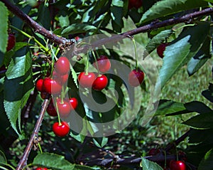 Red Cherries