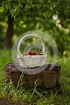 Red Cherries in a Basket