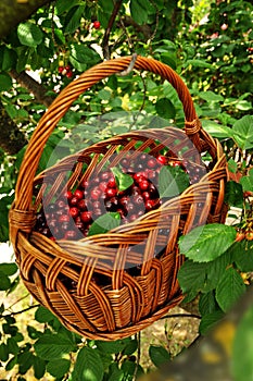 Red cherries in a basket