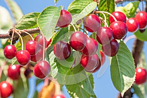 Red cherries berries in summer